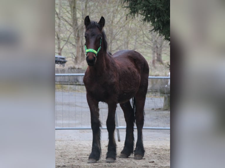 Frison Croisé Étalon 1 Année 155 cm Bai in Gemmerich