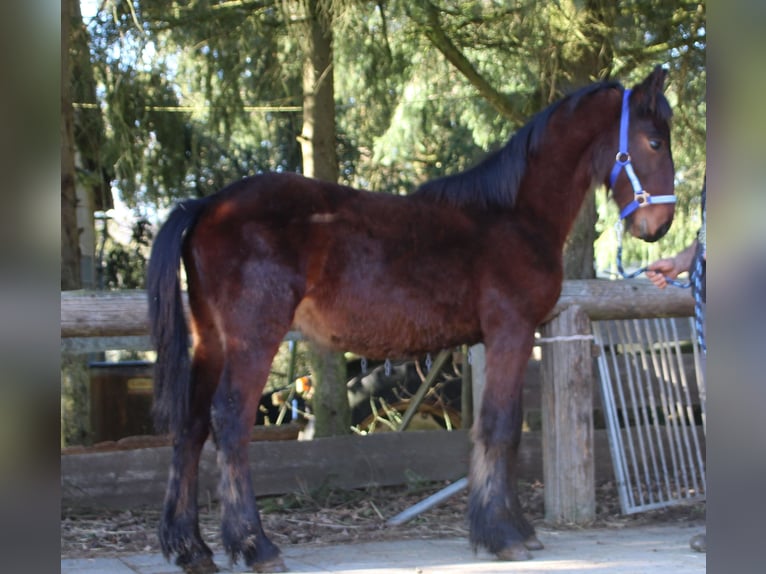 Frison Croisé Étalon 1 Année 155 cm Bai in Gemmerich