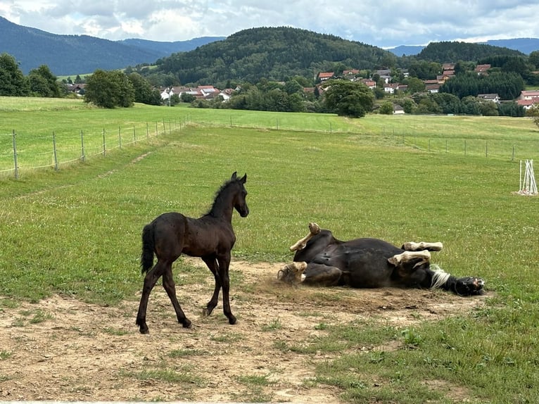 Frison Croisé Étalon 1 Année 160 cm Noir in Arrach