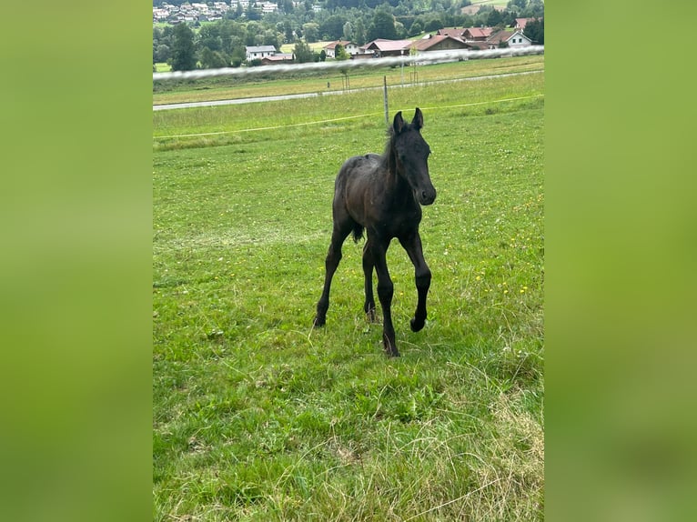 Frison Croisé Étalon 1 Année 160 cm Noir in Arrach