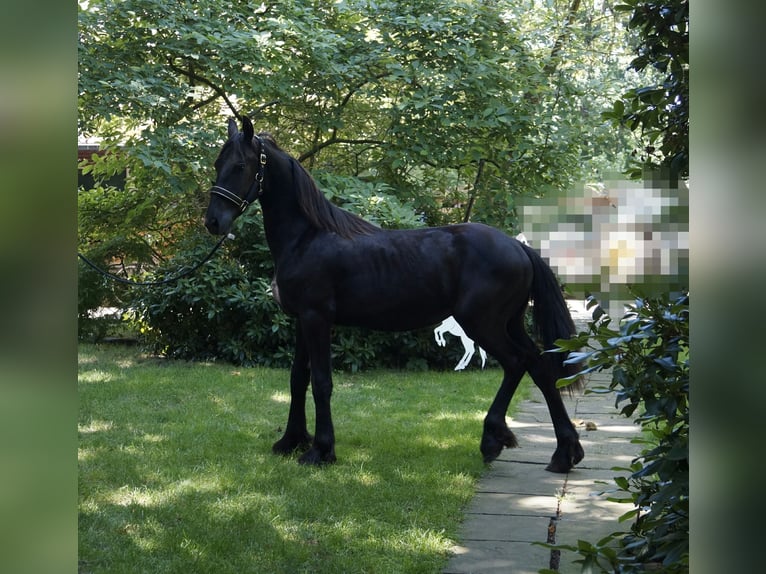 Frison Étalon 1 Année 165 cm Noir in Hamburg