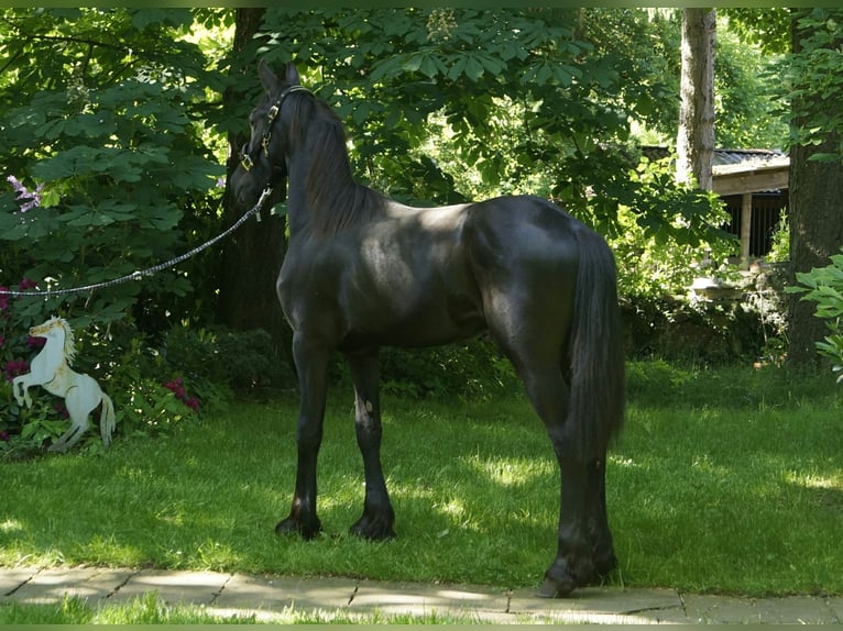 Frison Étalon 1 Année 165 cm Noir in Hamburg