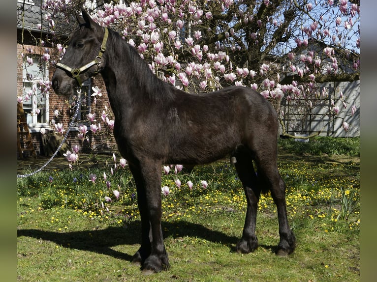 Frison Étalon 1 Année 165 cm Noir in Hamburg