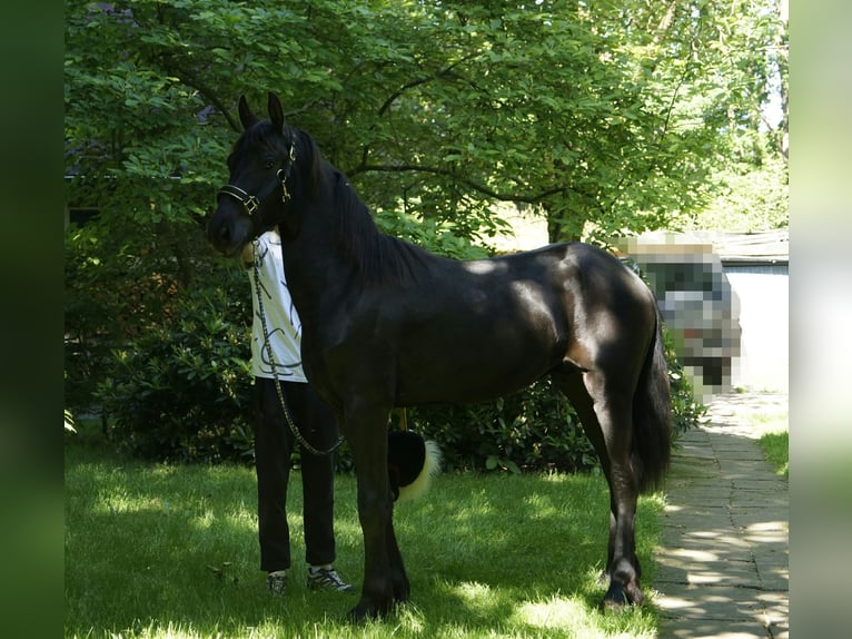Frison Étalon 1 Année 165 cm Noir in Hamburg