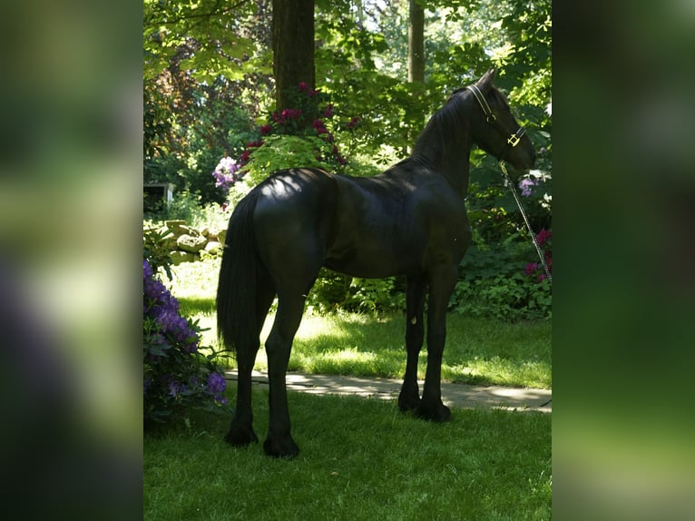 Frison Étalon 1 Année 165 cm Noir in Hamburg