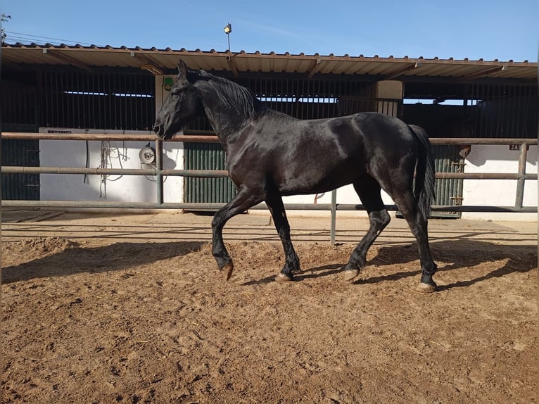 Frison Étalon 1 Année 167 cm Noir in Marbella