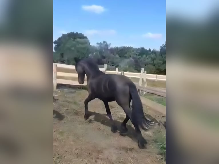 Frison Étalon 1 Année Noir in Gross Pankow
