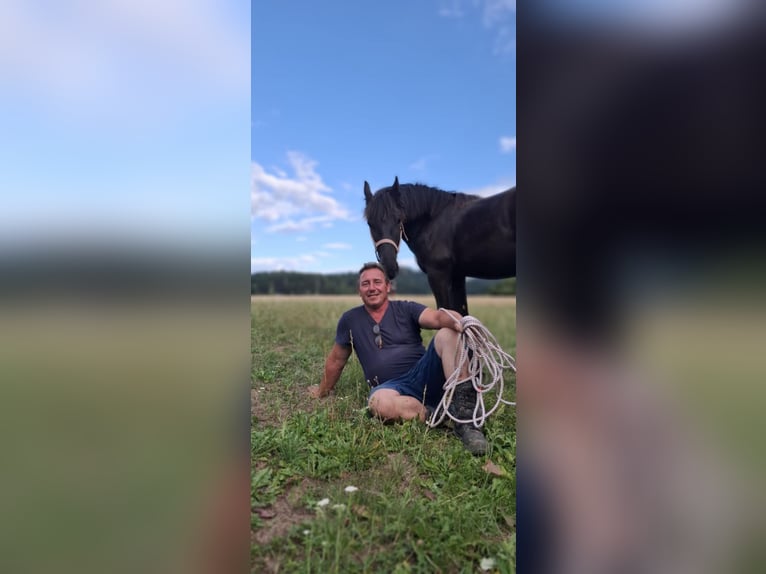 Frison Étalon 1 Année Noir in loibach
