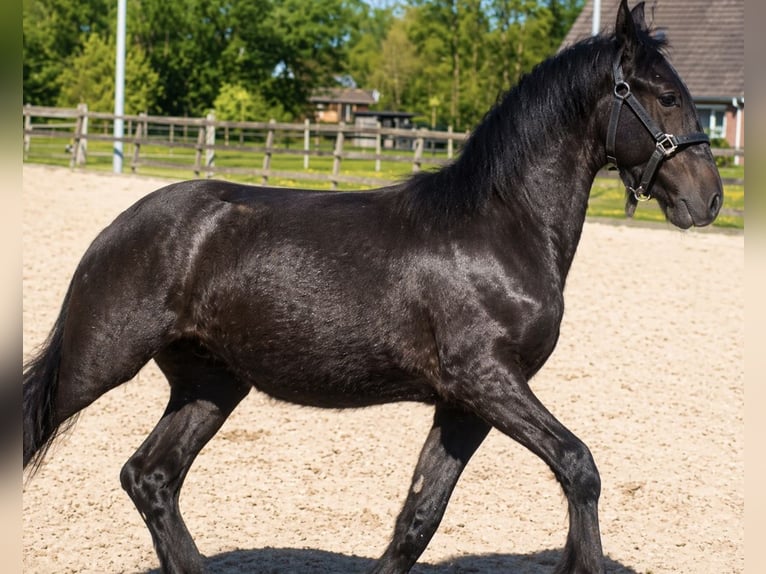 Frison Étalon 1 Année Noir in Drachten