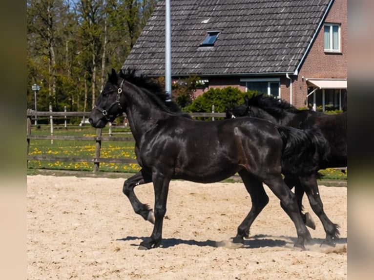 Frison Étalon 1 Année Noir in Drachten