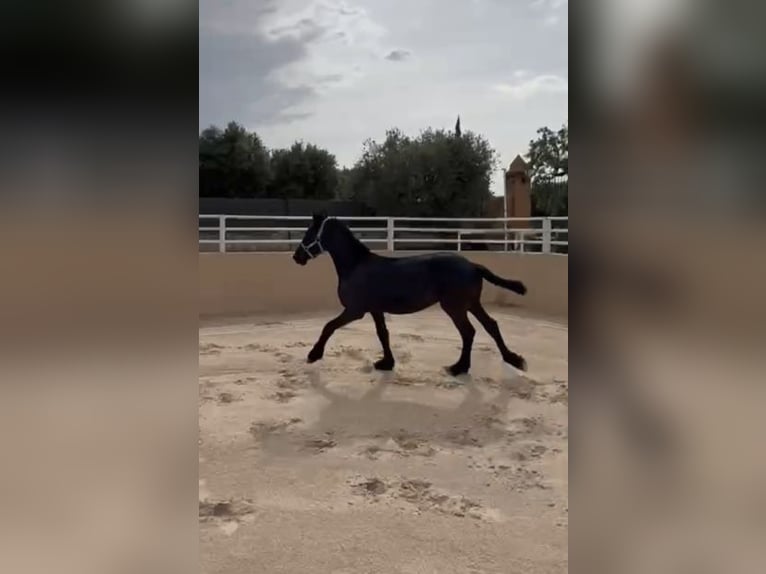 Frison Étalon 1 Année Noir in Montbrio Del Camp