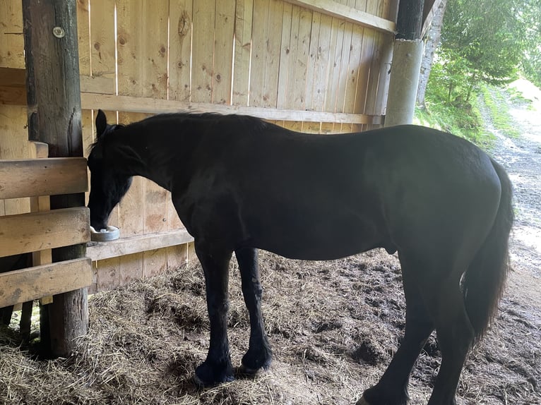 Frison Étalon 1 Année Noir in Irdning-Donnersbachtal