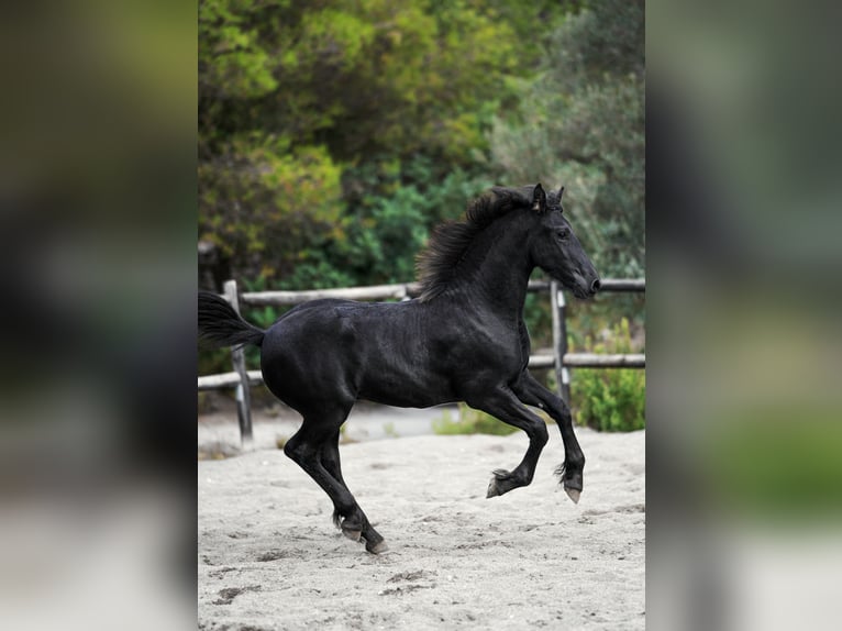 Frison Étalon 1 Année Noir in Soneja