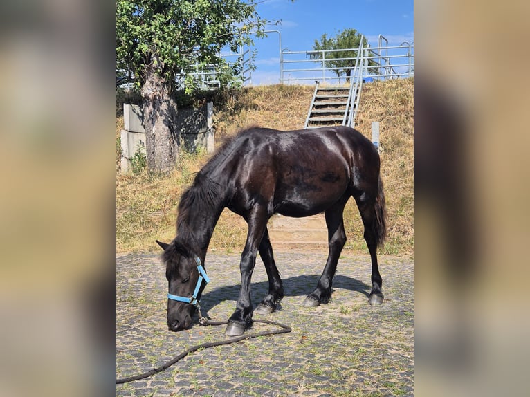 Frison Étalon 2 Ans 154 cm Bai brun foncé in Hofheim am Taunus