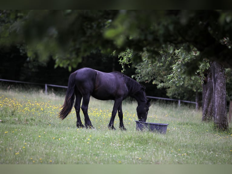 Frison Étalon 2 Ans 154 cm Bai brun foncé in Hofheim am Taunus