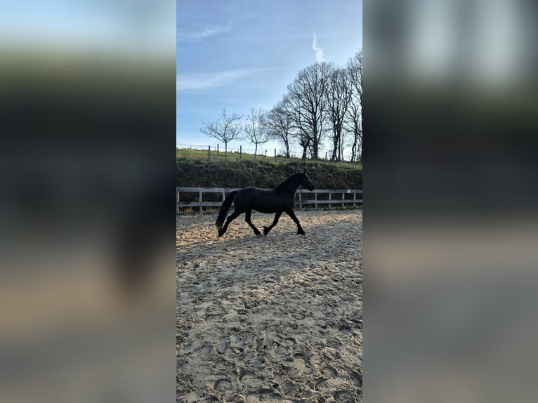 Frison Étalon 2 Ans 154 cm Bai brun foncé in Hofheim am Taunus