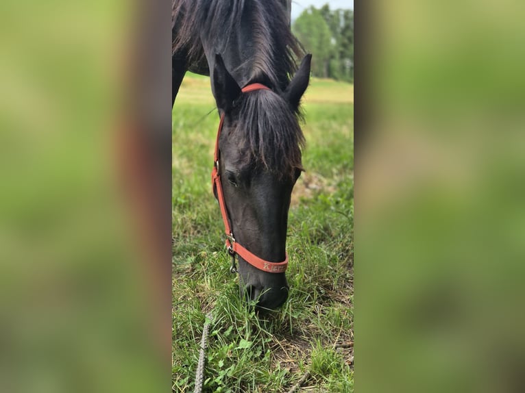 Frison Étalon 2 Ans 154 cm Bai brun foncé in Hofheim am Taunus