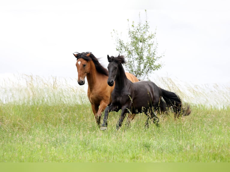 Frison Étalon 2 Ans 154 cm Bai brun foncé in Hofheim am Taunus