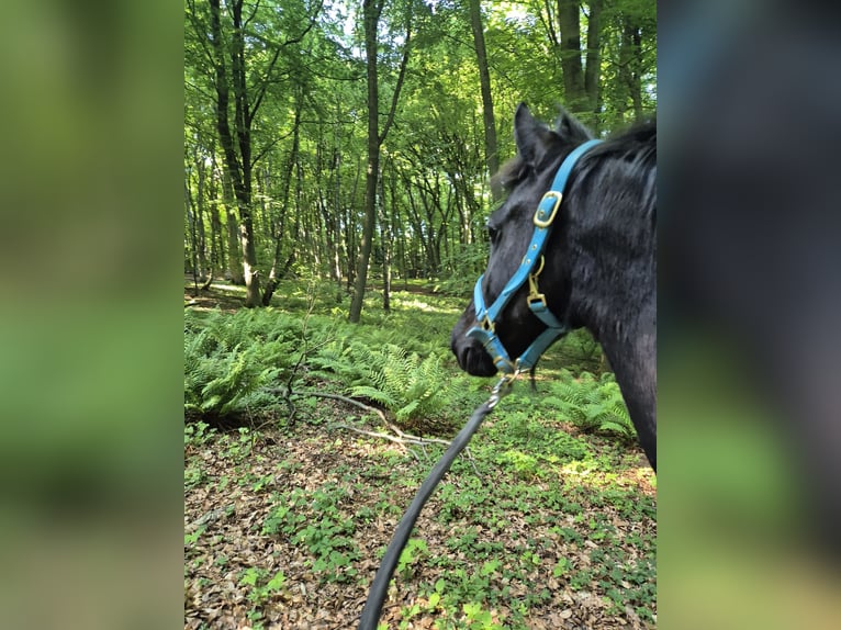 Frison Étalon 2 Ans 154 cm Bai brun foncé in Hofheim am Taunus