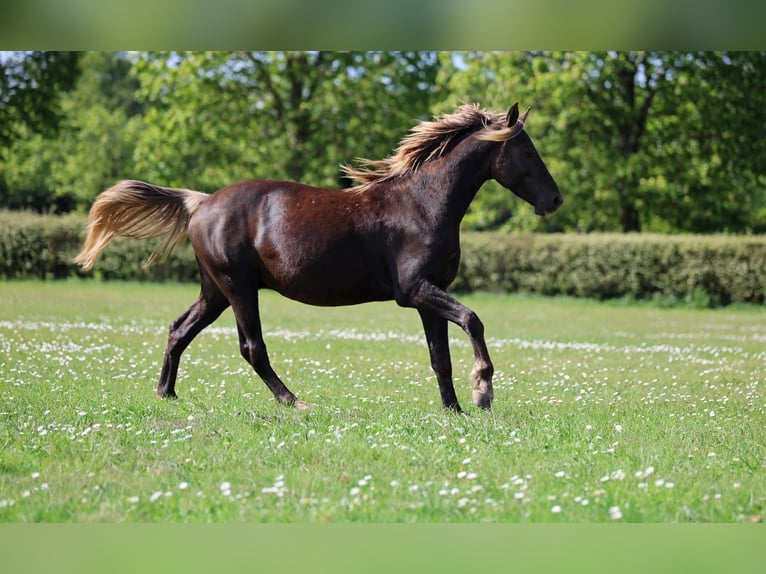 Frison Étalon 2 Ans 158 cm Noir in goven