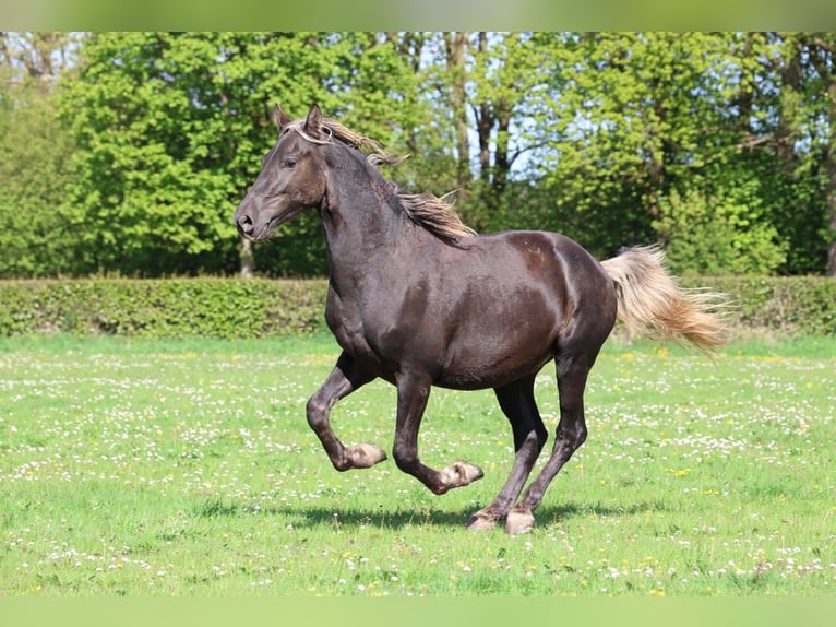Frison Étalon 2 Ans 158 cm Noir in goven