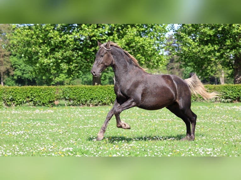 Frison Étalon 2 Ans 158 cm Noir in goven