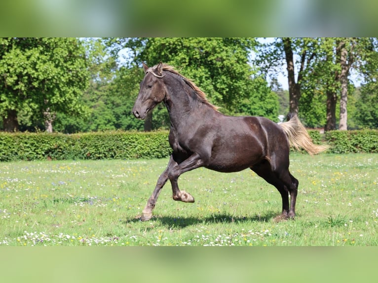 Frison Étalon 2 Ans 158 cm Noir in goven