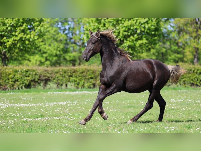 Frison Étalon 2 Ans 158 cm Noir in goven