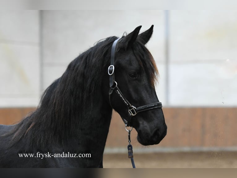Frison Étalon 2 Ans 160 cm Noir in Mijnsheerenland