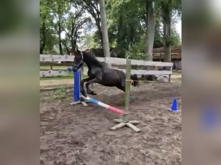 Frison Étalon 2 Ans 163 cm Noir in Lingen