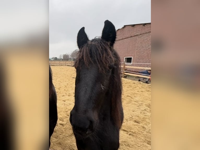 Frison Étalon 2 Ans 163 cm Noir in Lingen