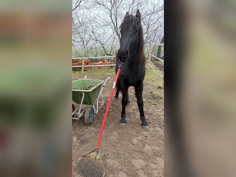 Frison Étalon 2 Ans 163 cm Noir in Lingen