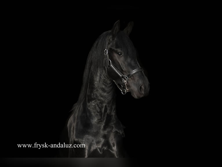 Frison Étalon 2 Ans 163 cm Noir in Mijnsheerenland