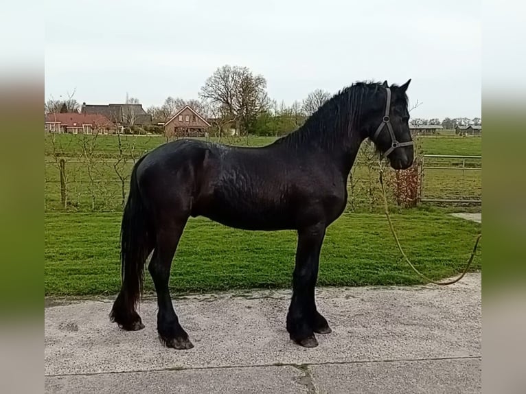 Frison Étalon 2 Ans 165 cm Noir in Dalen