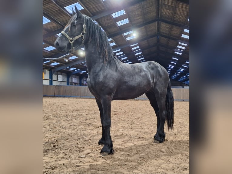 Frison Étalon 2 Ans 165 cm Noir in Dalen