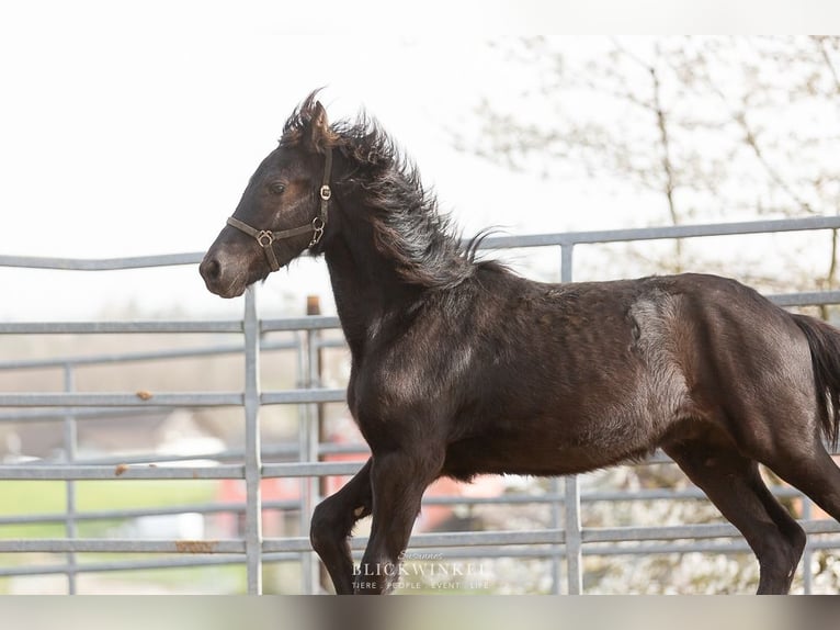 Frison Étalon 2 Ans Noir in Schöllnach