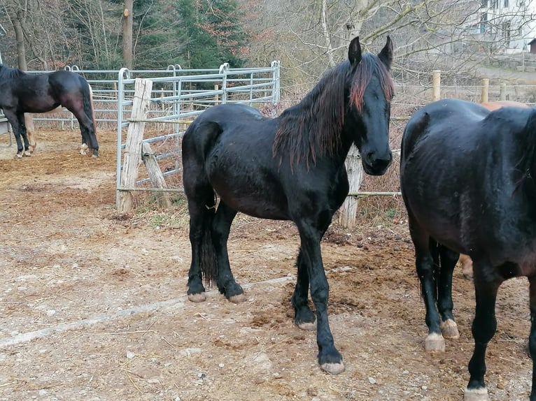 Frison Étalon 3 Ans 155 cm Noir in Schwäbisch Hall