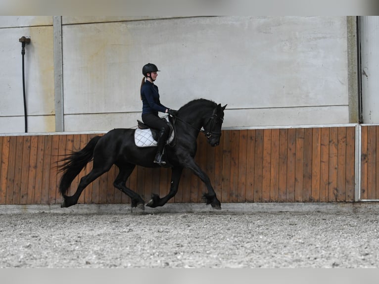 Frison Étalon 3 Ans 156 cm Noir in Mijnsheerenland