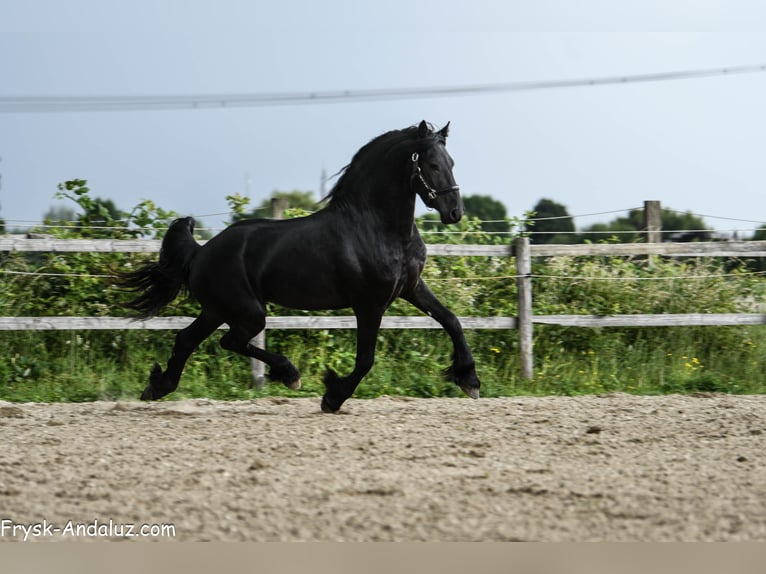 Frison Étalon 3 Ans 156 cm Noir in Mijnsheerenland