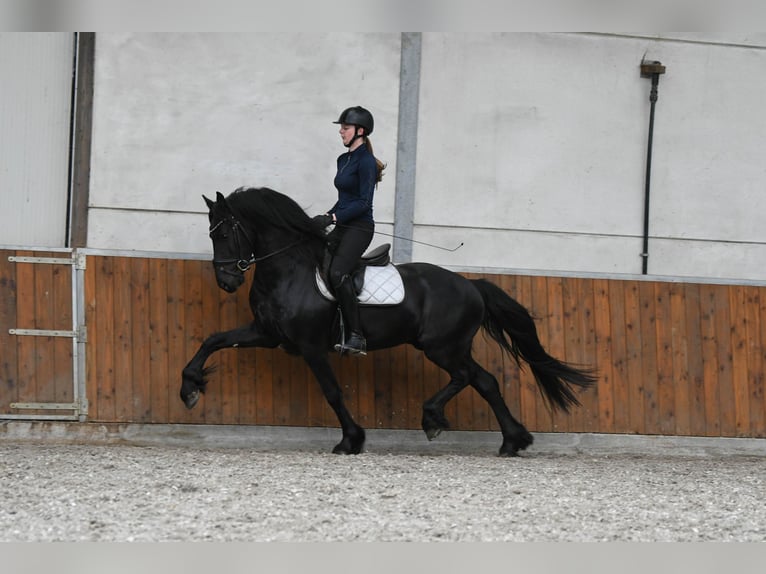 Frison Étalon 3 Ans 156 cm Noir in Mijnsheerenland