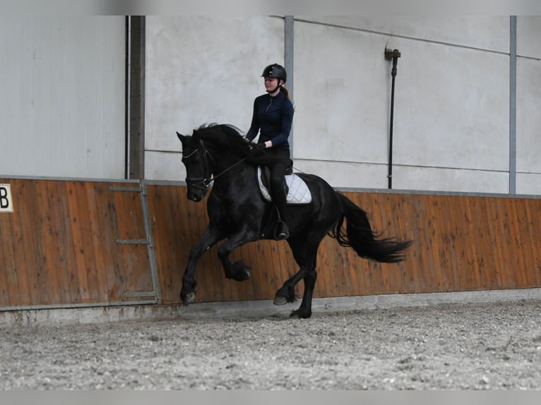 Frison Étalon 3 Ans 156 cm Noir in Mijnsheerenland