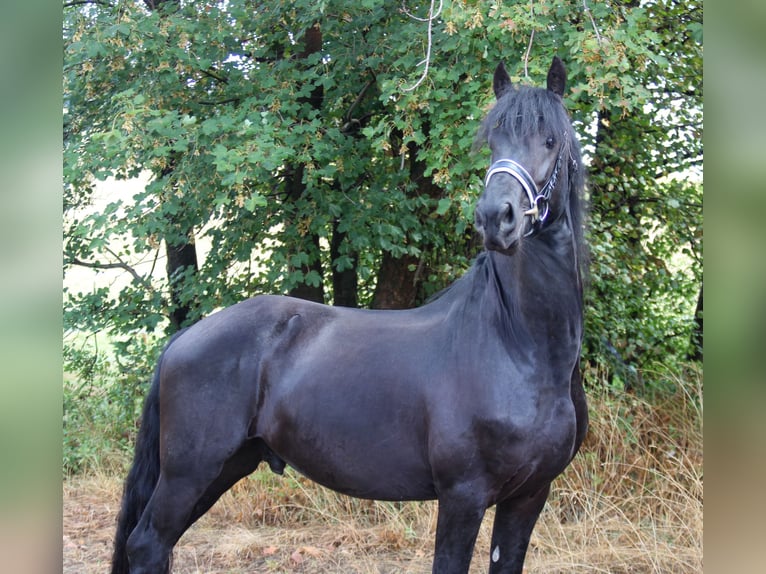 Frison Étalon 3 Ans 160 cm Noir in Graben