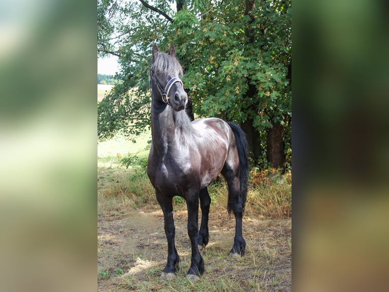 Frison Étalon 3 Ans 160 cm Noir in Graben