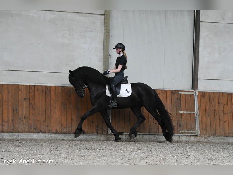 Frison Étalon 3 Ans 160 cm Noir in Mijnsheerenland