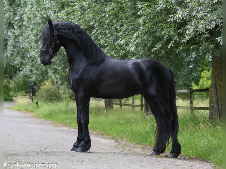 Frison Étalon 3 Ans 160 cm Noir in Mijnsheerenland
