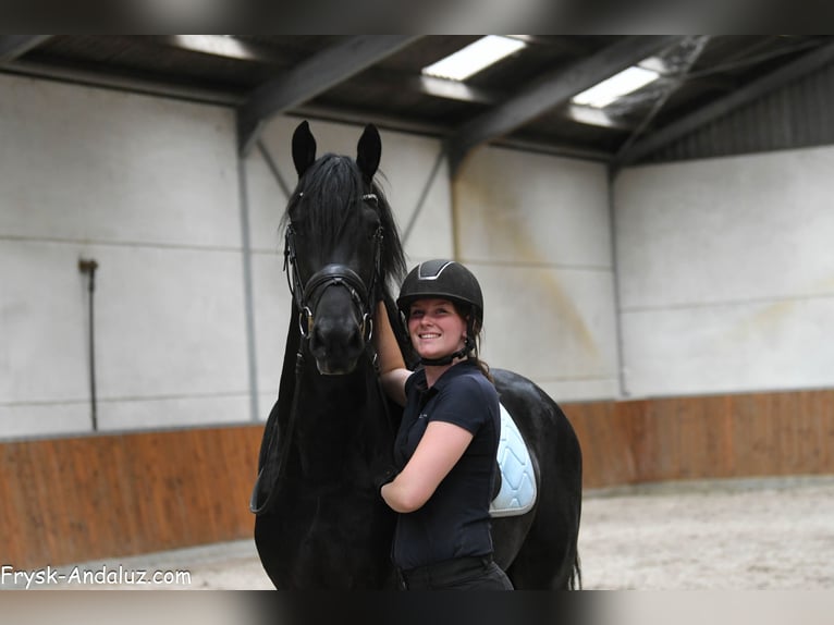 Frison Étalon 3 Ans 160 cm Noir in Mijnsheerenland