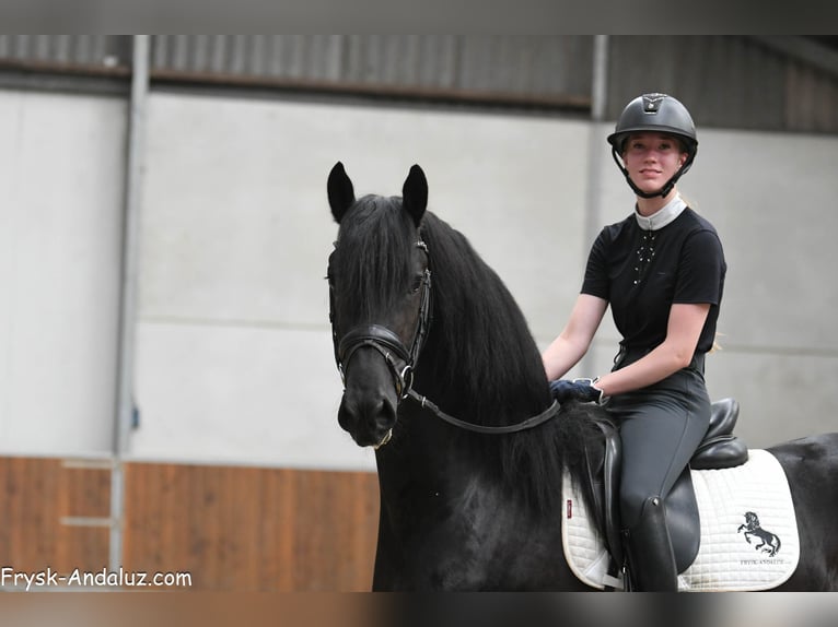 Frison Étalon 3 Ans 160 cm Noir in Mijnsheerenland