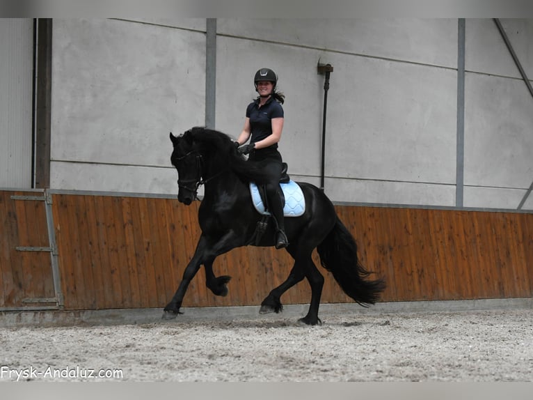 Frison Étalon 3 Ans 160 cm Noir in Mijnsheerenland