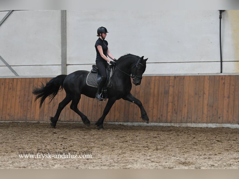 Frison Étalon 3 Ans 162 cm Noir in Mijnsheerenland