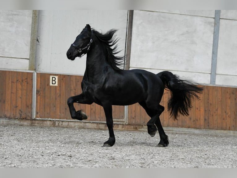 Frison Étalon 3 Ans 162 cm Noir in Mijnsheerenland
